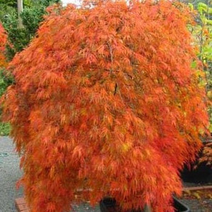 Acer Palmatum Dissectum Weeping - Atropurpureum Acer Palmatum Dissectum Weeping - Atropurpureum