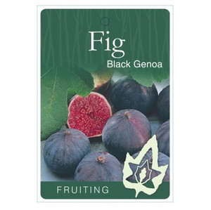 Fig - Black Genoa