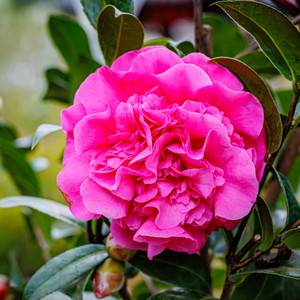Camellia Williamsiia - Varieties Camellia Williamsiia - Varieties