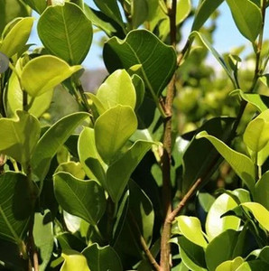 Ficus Hiillii - Flash Ficus Hiillii - Flash