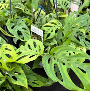 Monstera Adansonii - Swiss Cheese Plant