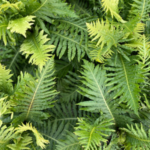 Blechnum - Silver Lady