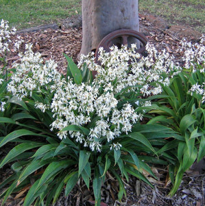 Arthropodium - Te Puna Arthropodium - Te Puna