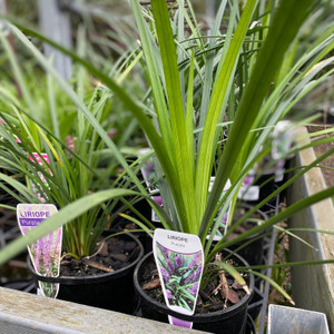 Liriope - Varieties Liriope - Varieties