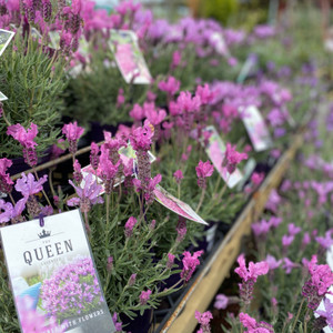 Lavender - Varieties