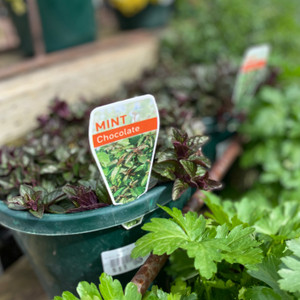 Mint - Chocolate Mint - Chocolate