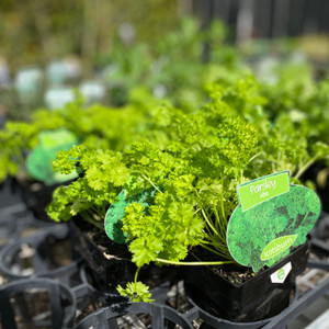 Parsley - Curly (Afro) Parsley - Curly (Afro)