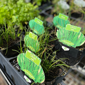 Chive - Varieties