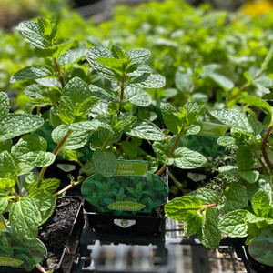 Mint - Common Mint - Common