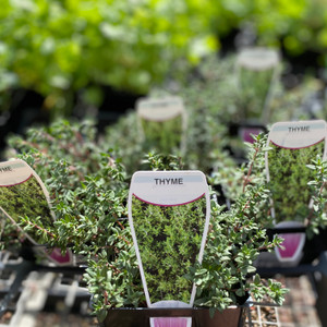 Thyme - Varieties Thyme - Varieties
