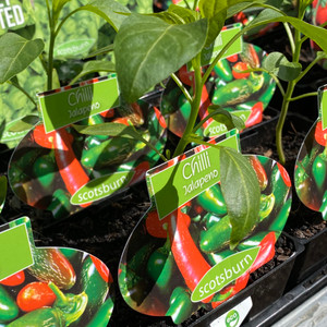 Chilli - Jalapeno Chilli - Jalapeno