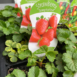 Strawberry - Temptation