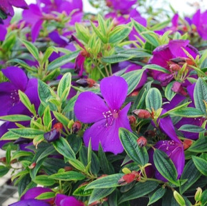 Tibouchina - Varieties Tibouchina - Varieties