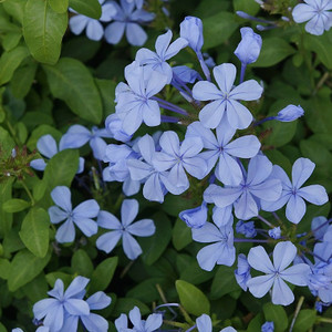 Plumbago - Royal Cape