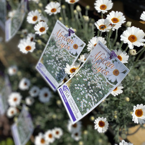 Rhodanthemum - African Eyes