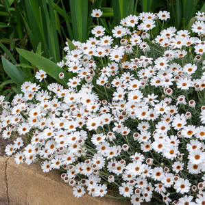 Rhodanthemum - African Eyes