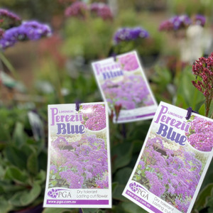 Limonium - Varieties