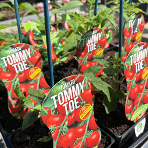 Tomato - Tommy Toe