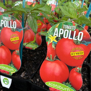 Tomato - Apollo