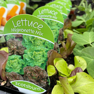 Lettuce - Mignonette Mix