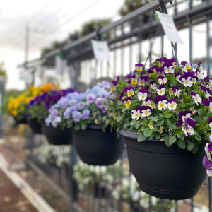 Hanging Basket - Pansy & Viola Hanging Basket - Pansy & Viola