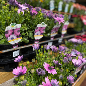Osteospermum - Pink African Daisy