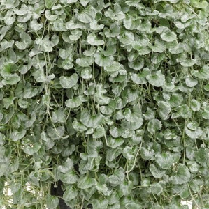 Dichondra Argentea - Silver Falls