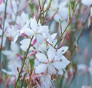 Gaura - Varieties