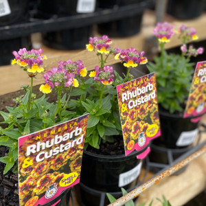 Ctenanthe Setosa Grey Star