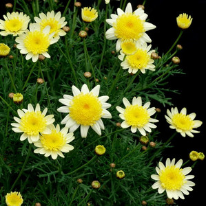 Argyranthemum - Varieties Argyranthemum - Varieties