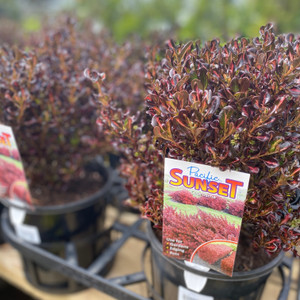 Coprosma - Pacific Sunset Coprosma - Pacific Sunset