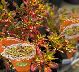 Coprosma - Evening Glow