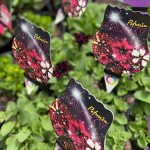 Petunia - Galaxy Petunia - Galaxy