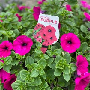 Petunia - Purple Craze