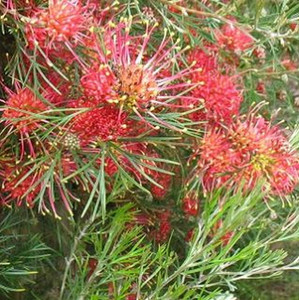 Grevillea - Winpara Gem Grevillea - Winpara Gem