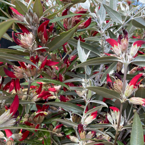 Gastrolobium - Swan River Pea Gastrolobium - Swan River Pea