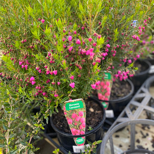 Boronia - Carousel Boronia - Carousel