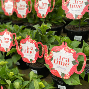 Hydrangea - Tea Time Red