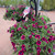 Hanging Basket - Petunias x hybrida