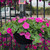 Hanging Basket - Petunias x hybrida