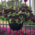 Hanging Basket - Petunias x hybrida