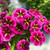 Calibrachoa - Goodnight Kiss