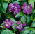 Vinca - Varieties