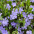 Vinca - Varieties