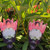 Waratah Varieties