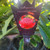 Waratah Varieties