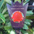 Waratah Varieties