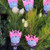 Serruria Florida -Pretty in pink