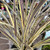Cordyline - Varieties