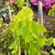 Grape Vines - Grafted Fruiting